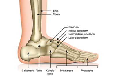 Exploring the Anatomy of the Foot